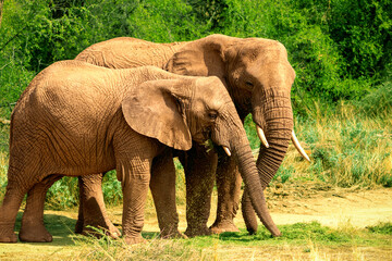 Two African Bush Elephants in the grassland of Etosha National Park
