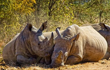 rhino in the wild © Stephen