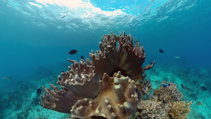 Tropical Fishes on Coral Reef, underwater scene. Colourful tropical coral reef. Scene reef. Philippines.