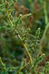 Carelessweed or Amaranthaceae with thorm or Amaranthus palmeri