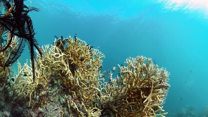 Naklejka na ściany i meble Beautiful underwater landscape with tropical fish and corals. Hard and soft corals, underwater landscape. Travel vacation concept. Philippines.