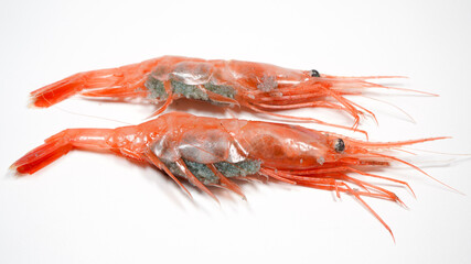 新鮮な南蛮エビ