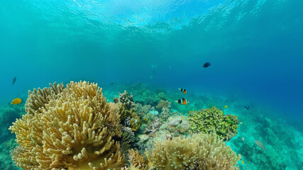 Tropical coral reef seascape with fishes, hard and soft corals.