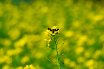 Bee colleting honey from Rape or Colbaga or White mustard