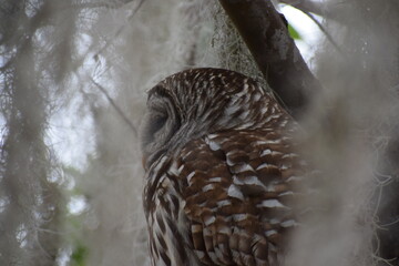 Bard owl bird of prey turned sideways in a tree