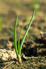 Onions plantation ina a biggest field