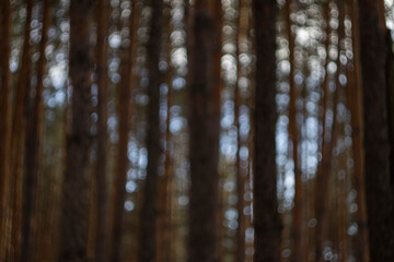 Fototapeta premium blurred forest for background