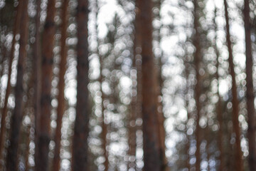 blurred forest for background