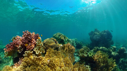Plakat Tropical fishes and coral reef at diving. Underwater world with corals and tropical fishes. Philippines.