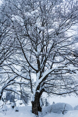 A large tree covered with snow