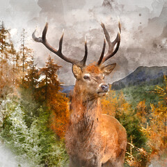 Digital watercolor painting of Stunning Autumn Fall landscape of woodland in with majestic red deer stag Cervus Elaphus in foreground