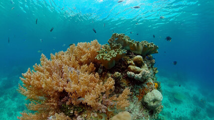Naklejka na ściany i meble Colourful tropical coral reef. Tropical coral reef. Underwater fishes and corals. Philippines.