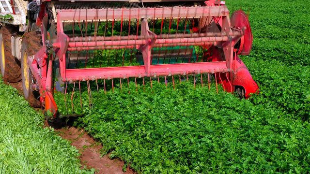 Parsley Harvester processing rows, Close up view.