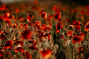 Obraz premium red poppy field illuminated by the setting sun