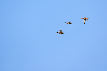 Mallard geese in flight ( Anas platyrhynchos )