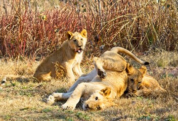Lion cubs playing