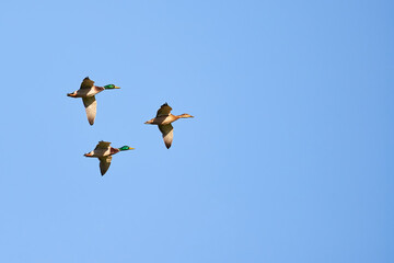 Mallard geese in flight ( Anas platyrhynchos )