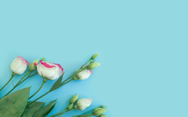 eustoma flower on a colored background