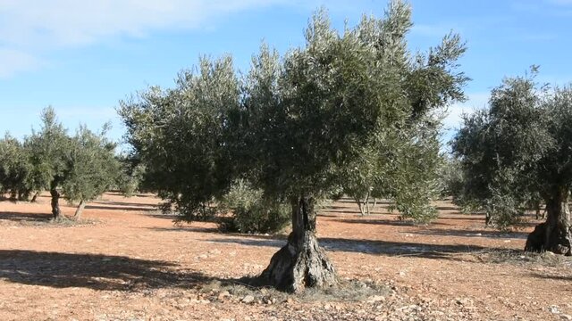 Video de olivar mediterraneo espa&ntilde;ol