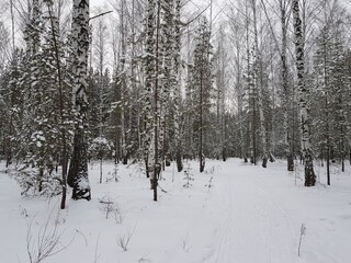 Snow covered trees stand in the winter forest