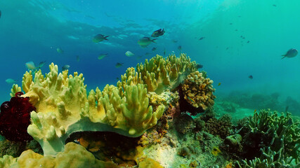 Sealife, Diving near a coral reef. Beautiful colorful tropical fish on the lively coral reefs underwater. Philippines.
