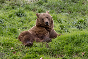 Alaskan grizzly bear portrait on fresh grass 