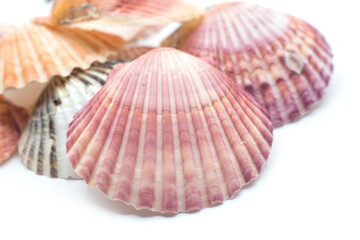Closeup of beautiful seashells on white background