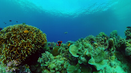 Tropical Underwater Colorful Reef. Tropical underwater sea fish. Philippines.