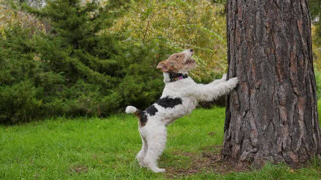 The fox terrier in the park stands on its hind legs, leaning its forelegs against a tree trunk and wagging its tail. The dog looks up and crimps, trying to get what interested him. Slow motion.