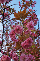 Sakura branch with delicate dense flowers with pink petals and green leaves on a tree in a park on a spring day