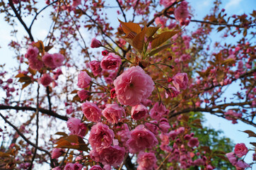 Sakura branch with delicate dense flowers with pink petals and green leaves on a tree in a park on a spring day