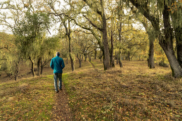 Obraz premium Person man hiking on a path through an oak forest with Spanish moss covering the trees, Henry Coe State Park, California.