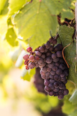 Naklejka premium A bunch of grapes on a Czech vineyard