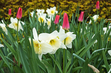 Obraz premium Narcissus flowers with delicate white and yellow petals on a bush with green leaves on a sunny spring day