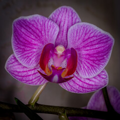 Orchideenblüte