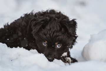 A cute little black dog and his adorable eyes
