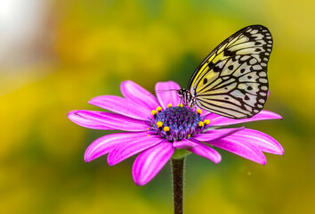 Macro shots, Beautiful nature scene. Closeup beautiful butterfly sitting on the flower in a summer garden.