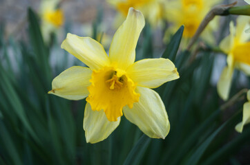 Narcissus flowers with delicate white and yellow petals on a bush with green leaves on a sunny spring day