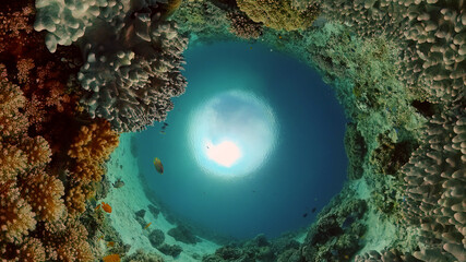 Underwater Colorful Tropical Fishes. Tropical underwater sea fishes. Philippines.