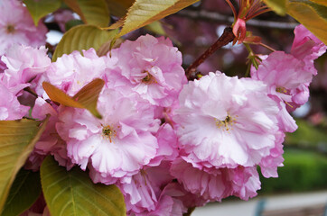 Sakura branch with delicate dense flowers with pink petals and green leaves on a tree in a park on a spring day