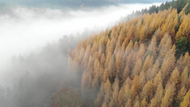 Th&uuml;ringen Wald im Nebel I.
