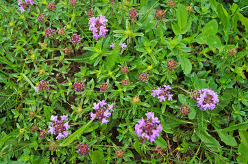 Thyme with delicate purple flowers and green leaves in a meadow on a sunny summer day
