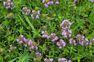 Obraz premium Thyme with delicate purple flowers and green leaves in a meadow on a sunny summer day