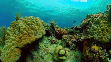 Coral reef and tropical fishes. The underwater world of the Philippines.