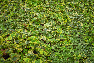Common ivy leaves ,Hedera helix, yellow leaves