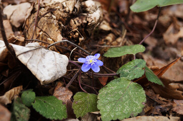 Anemone flowers with delicate blue petals on a bush with green leaves in a meadow on a spring day