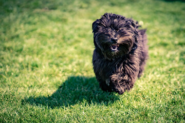 Running dog in grass