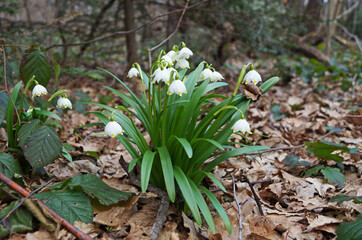 Snowdrop flowers with delicate white petals and a yellow-green center with thin green leaves in a meadow on a sunny day