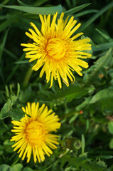 Dandelion flowers with delicate yellow petals and a yellow center with thin green leaves in a meadow on a sunny day