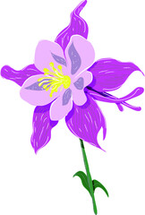 Aquilegia flower (columbina) Vector illustration. Abstract bloom of pink color on a white background.